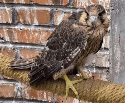 鹰的雏鸟自相残杀视频,雏鸟自相残杀的生存法则揭秘