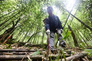 电影竹林中在线播放,探寻东方神秘与悬疑的在线观影之旅