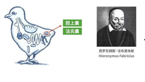 日本屁眼实验,探索人体排泄奥秘的惊人真相