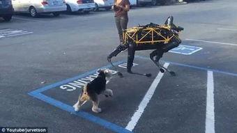 机器狗在线播放,未来宠物生活的精彩预览