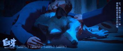 白牙的视频,探秘神秘生物的传奇故事